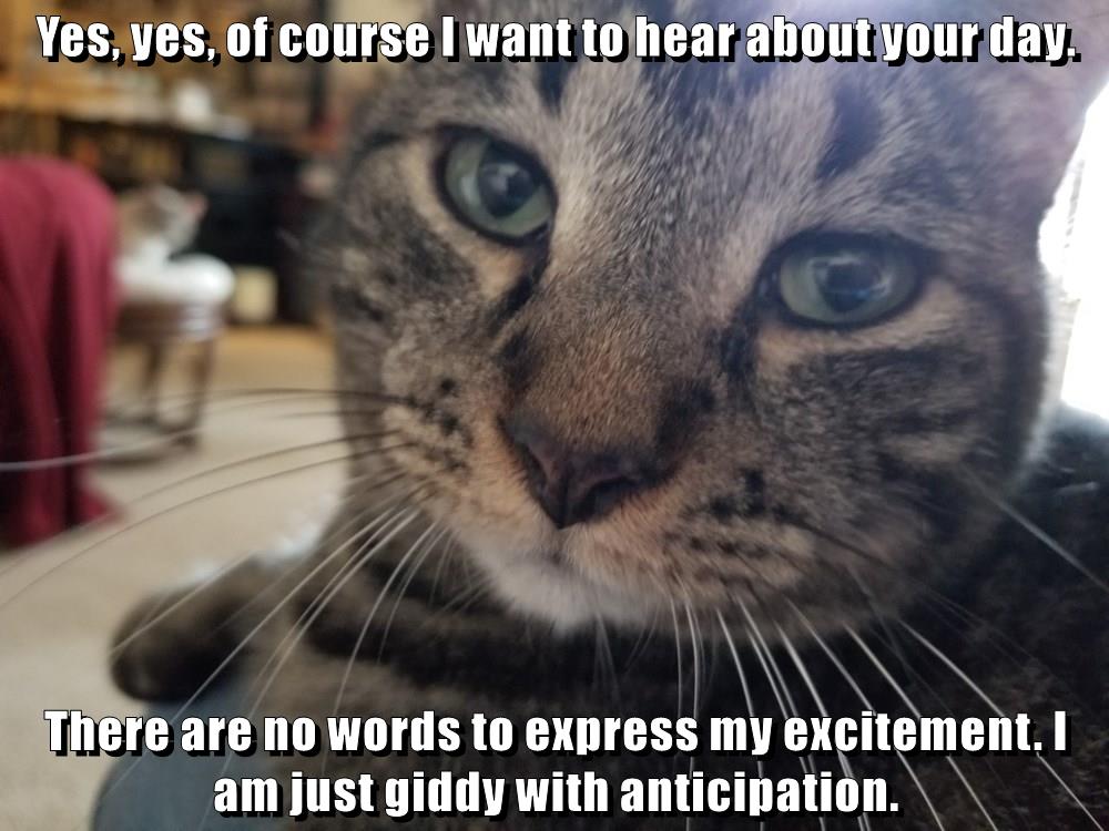 Giddy with anticipation. - Lolcats - lol | cat memes | funny cats ...