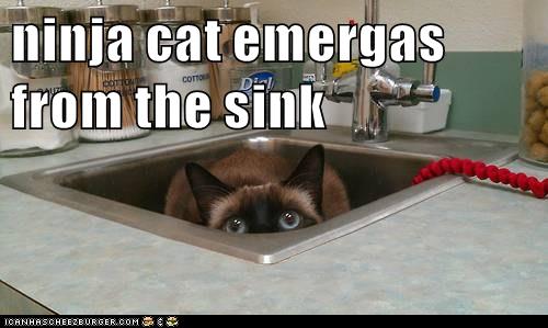 funny ninja cat pictures