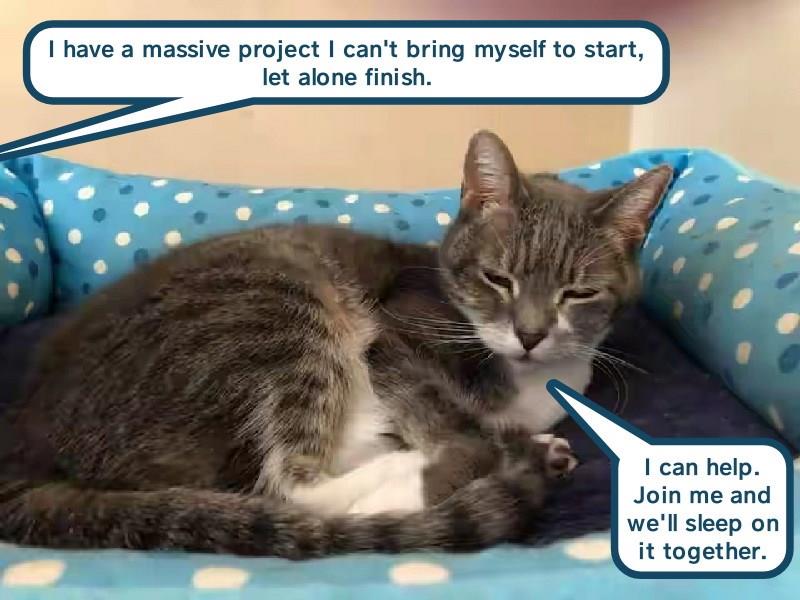 I can't make it today I'm sick. .of work - Pampered Cat Meme