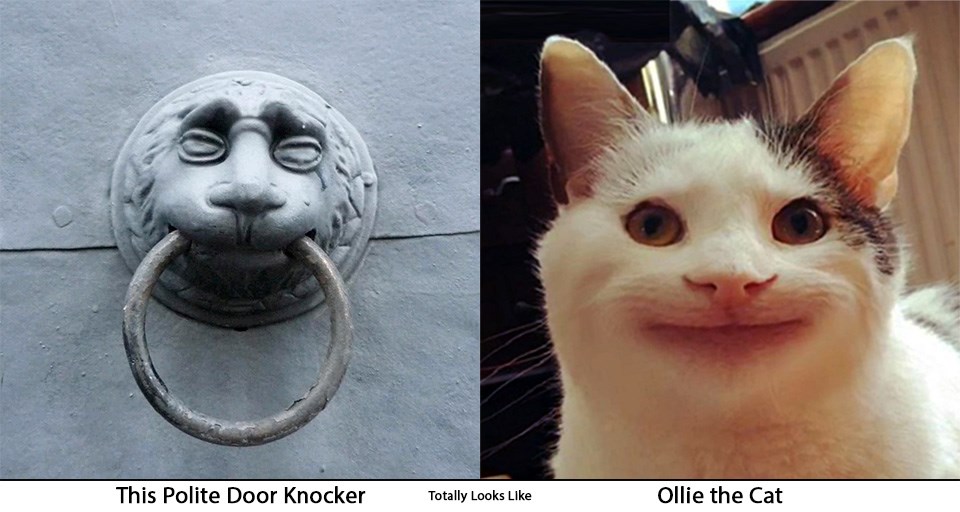 This is ollie the polite cat from those memes. Does not he look