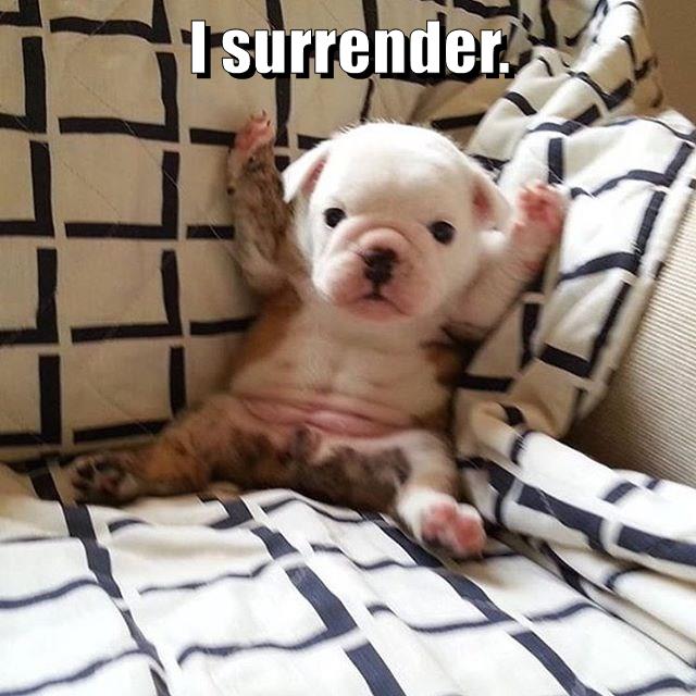 I surrender. - I Has A Hotdog - Dog Pictures - Funny pictures of dogs ...