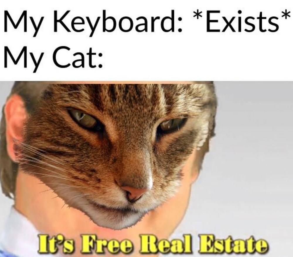 Lolcats keyboard LOL at Funny Cat Memes Funny cat pictures with words on them lol cat