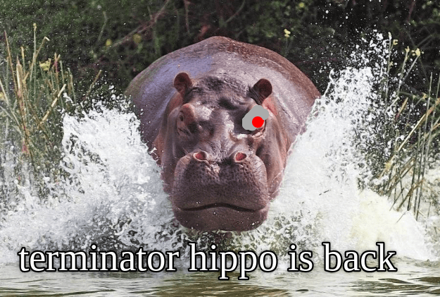 Terminator hippo - Animal Comedy - Animal Comedy, funny animals, animal ...