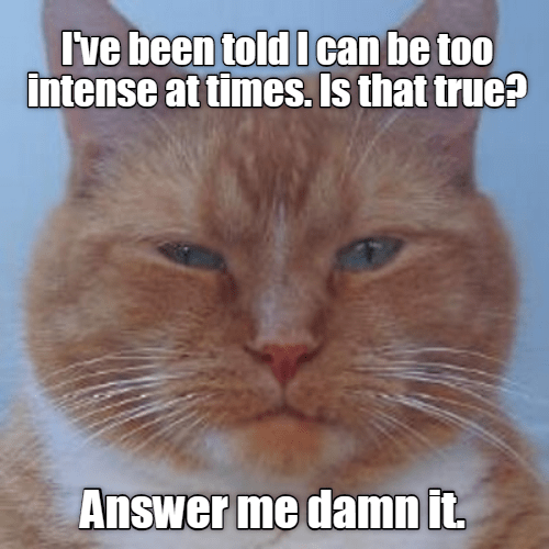 Intense cat is intense - Lolcats - lol | cat memes | funny cats | funny ...