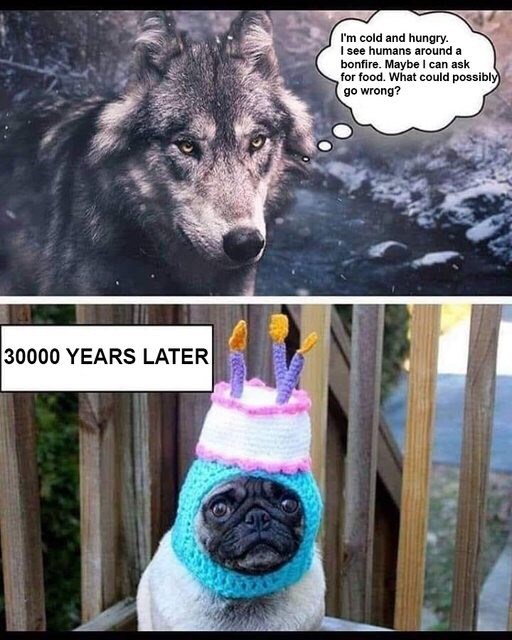 go-wrong-above-text-that-reads-3000-years-later-above-a-pic-of-a-pug-wearing-a-birthday-cake-hat