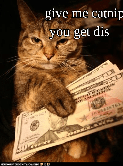 Money cat - Lolcats - lol | cat memes | funny cats | funny cat pictures ...