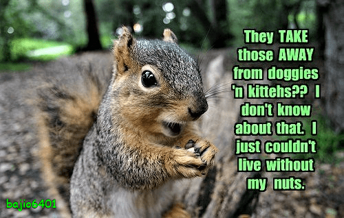 That's nuts! - Animal Comedy - Animal Comedy, funny animals, animal gifs