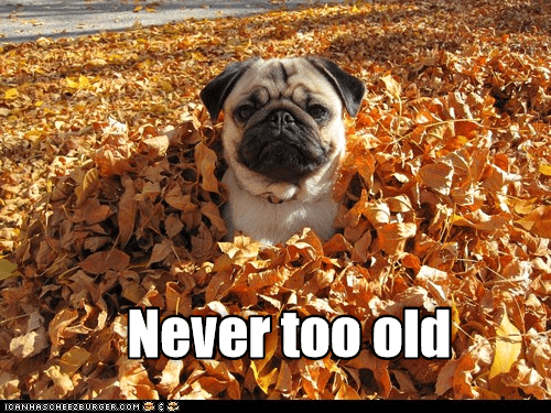 Never too old - I Has A Hotdog - Dog Pictures - Funny pictures of dogs ...