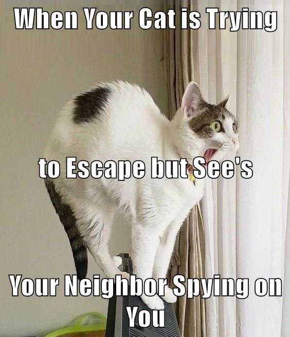 When Your Cat is Trying to Escape Lolcats lol cat memes funny