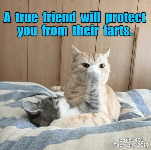 A TRUE FRIEND - Lolcats - lol | cat memes | funny cats ...