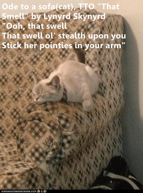 Ode to a sofa(cat), TTO "That Smell" by Lynyrd Skynyrd Lolcats lol