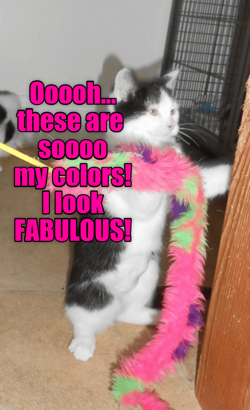 Looking Good Lolcats Lol Cat Memes Funny Cats Funny Cat Pictures With Words On Them 