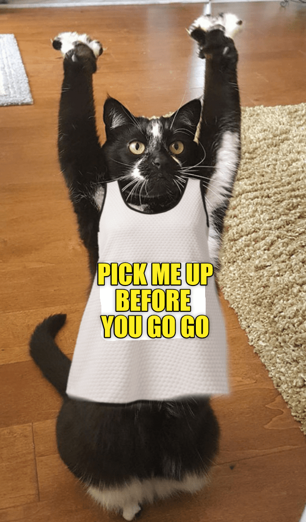 Pick me up - Lolcats - lol | cat memes | funny cats | funny cat