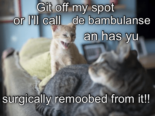 911 will rescue my spot fur me! - Lolcats - lol | cat memes | funny ...