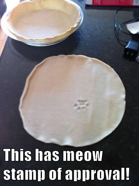 This has meow stamp of approval Lolcats lol cat memes funny