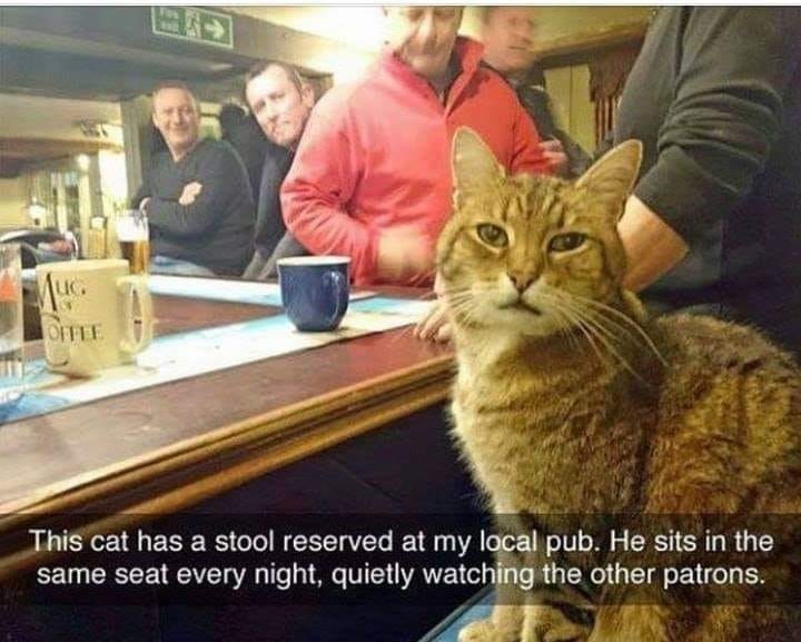 The Bar Cat - I Can Has Cheezburger?