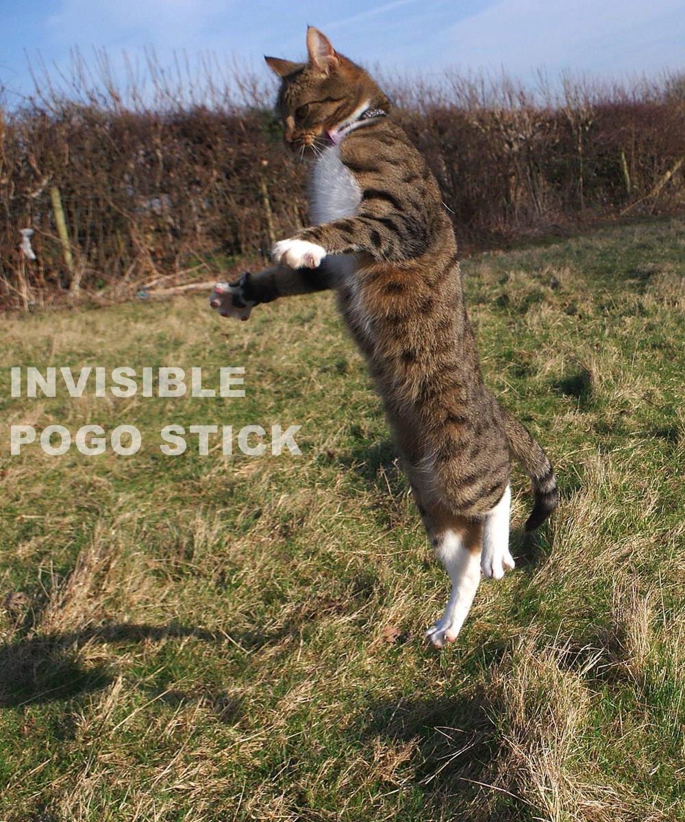 INVISIBLE POGO STICK Lolcats lol cat memes funny cats funny