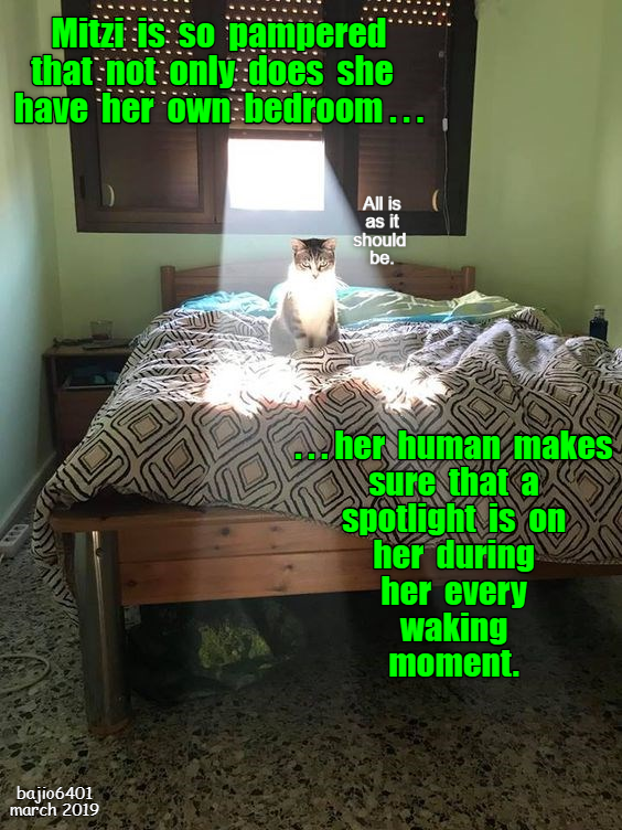 PAMPERED PUSSYCAT - Lolcats - lol | cat memes | funny cats | funny cat