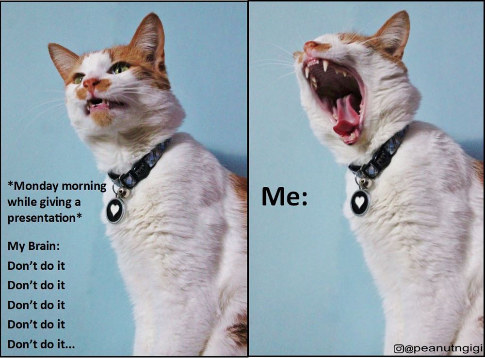 fight-back-a-yawn-is-a-losing-battle-lolcats-lol-cat-memes-funny-cats-funny-cat