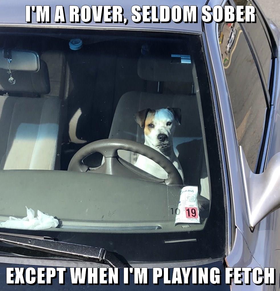 I'm A Rover - I Has A Hotdog - Dog Pictures - Funny Pictures Of Dogs 