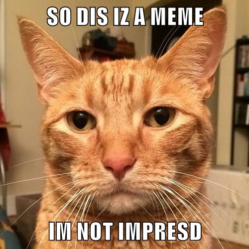 NOT IMPRESD - Lolcats - lol | cat memes | funny cats | funny cat ...