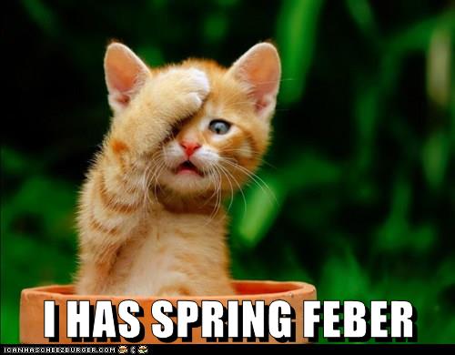 I HAS SPRING FEBER - Lolcats - lol | cat memes | funny cats | funny cat ...