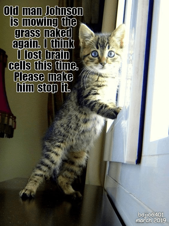 FOR THE SAKE OF THE NEIGHBORHOOD - Lolcats - lol | cat memes | funny ...