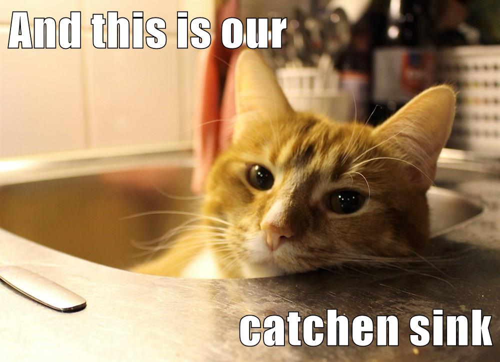 Our catchen sink - Cats N' Kittens - Cat Pictures - Cute Kittens