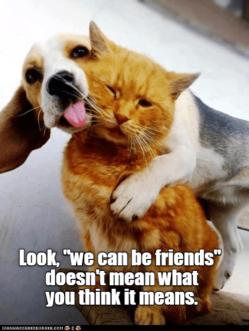 No That Kind Of Friends! - I Has A Hotdog - Dog Pictures - Funny 