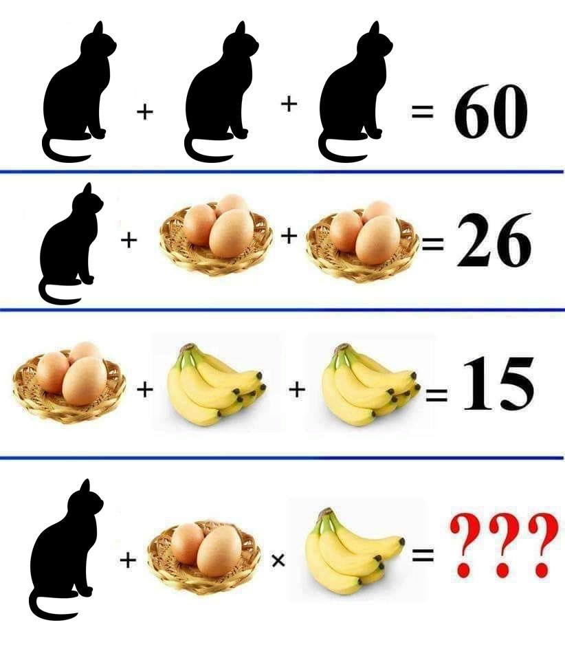 funny cat math pictures