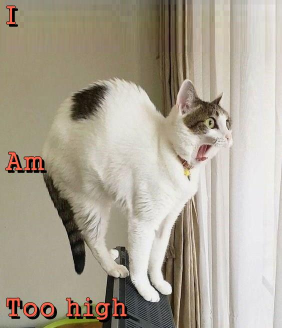 Too high - Lolcats - lol | cat memes | funny cats | funny cat pictures ...