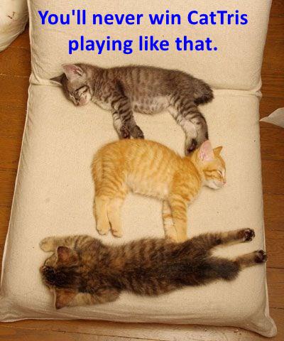 You'll never win CatTris playing like that. - Lolcats - lol | cat memes ...