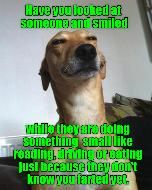 What Does Calling Someone A Sly Dog Mean