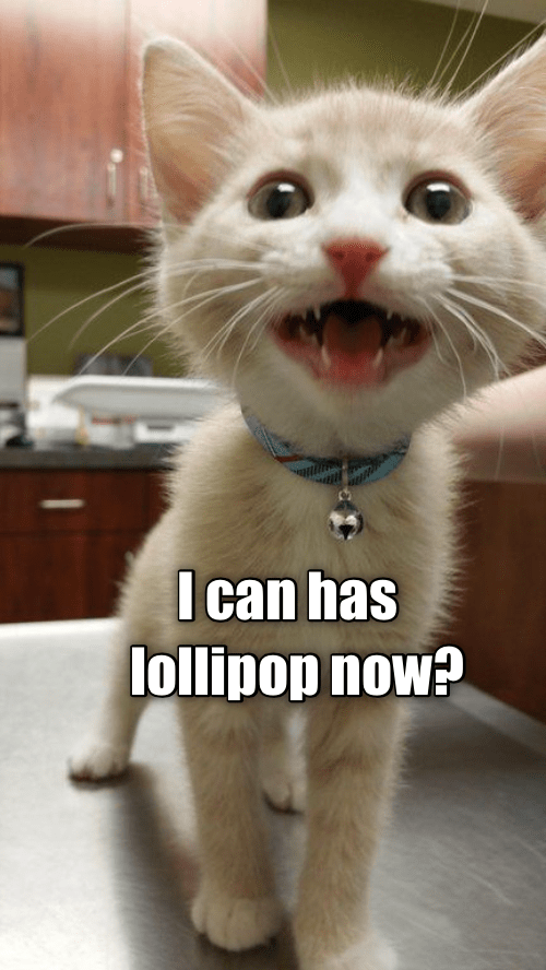 silly kitty — im really hyperfixated on the qsmp. q!jaiden in