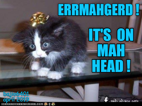 GET IT OFF! GET IT OFF! - Lolcats - lol | cat memes | funny cats ...