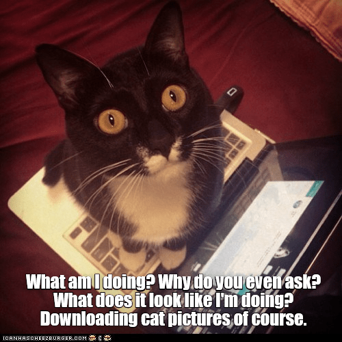 Stupid question - Lolcats - lol | cat memes | funny cats | funny cat ...