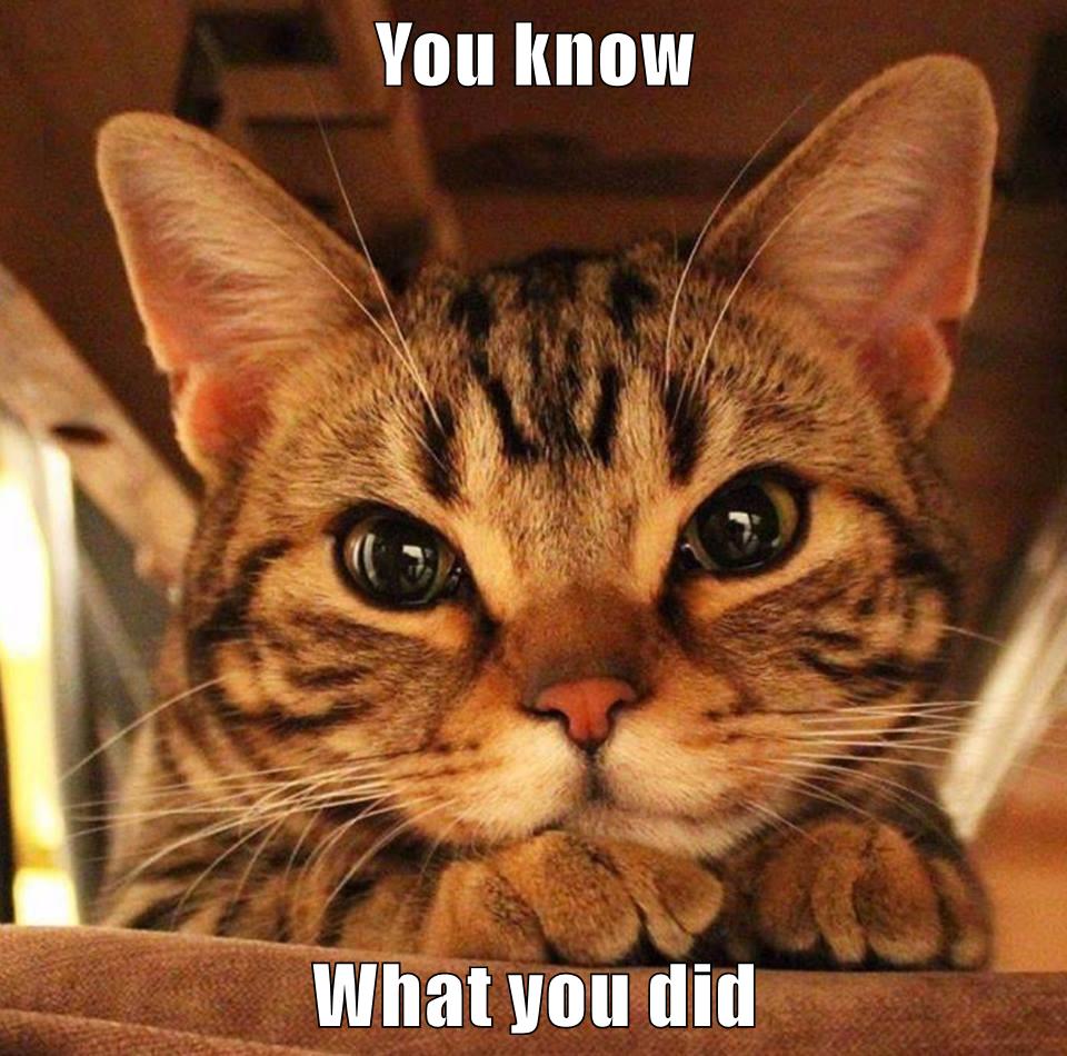 You know What you did - Lolcats - lol | cat memes | funny cats | funny ...