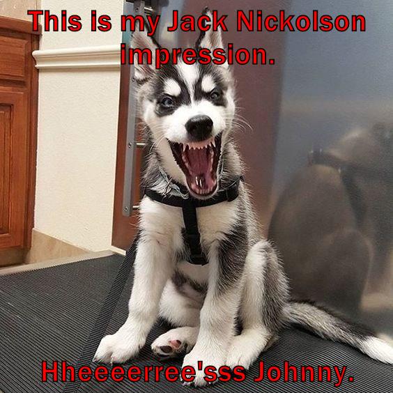 Jack Nickolson impression - I Has A Hotdog - Dog Pictures - Funny ...