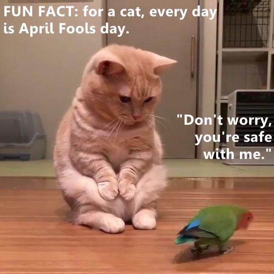 FUN FACT - Lolcats - lol | cat memes | funny cats | funny cat pictures