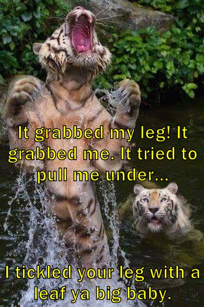 It grabbed my leg! - Animal Comedy - Animal Comedy, funny animals ...