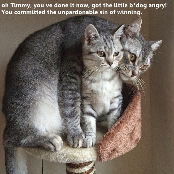 Oh Timmy - Lolcats - lol | cat memes | funny cats | funny cat pictures ...