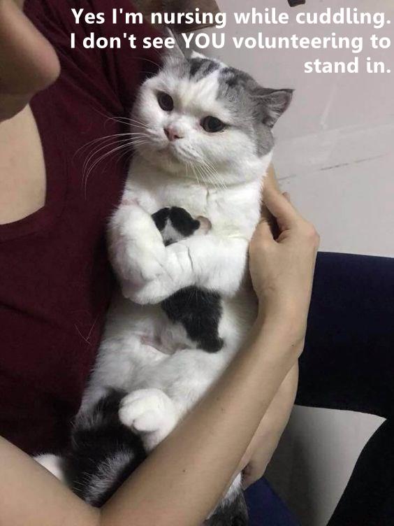 Yes I'm nursing while cuddling. - Lolcats - lol | cat memes | funny