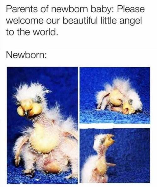 Newborn Baby I Can Has Cheezburger?