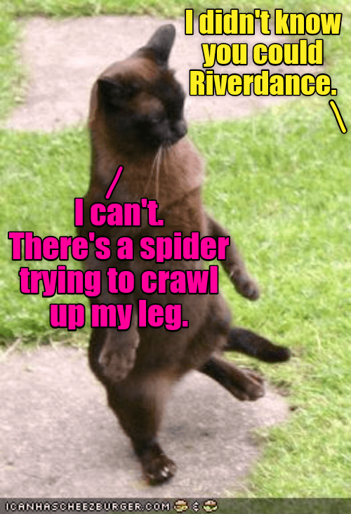 You know what they say about long legs - Lolcats - lol