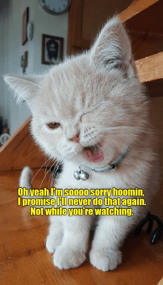So sorry - Lolcats - lol | cat memes | funny cats | funny cat pictures with  words on them | funny pictures | lol cat memes | lol cats