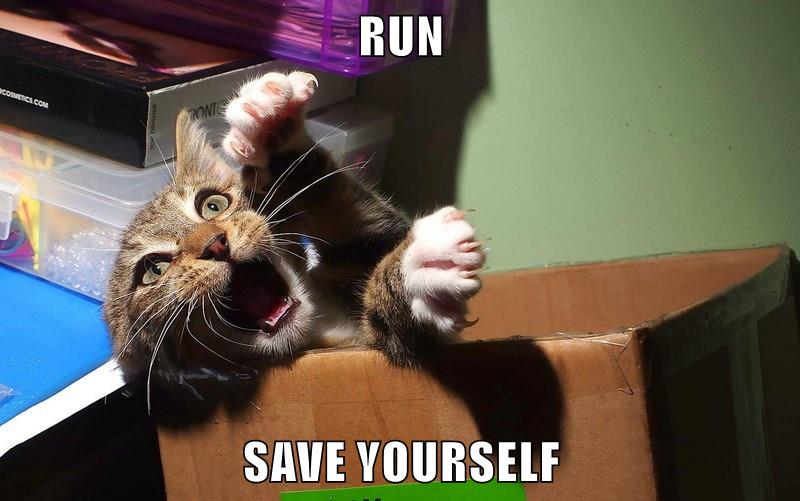 RUN SAVE YOURSELF - Lolcats - lol | cat memes | funny cats | funny cat ...