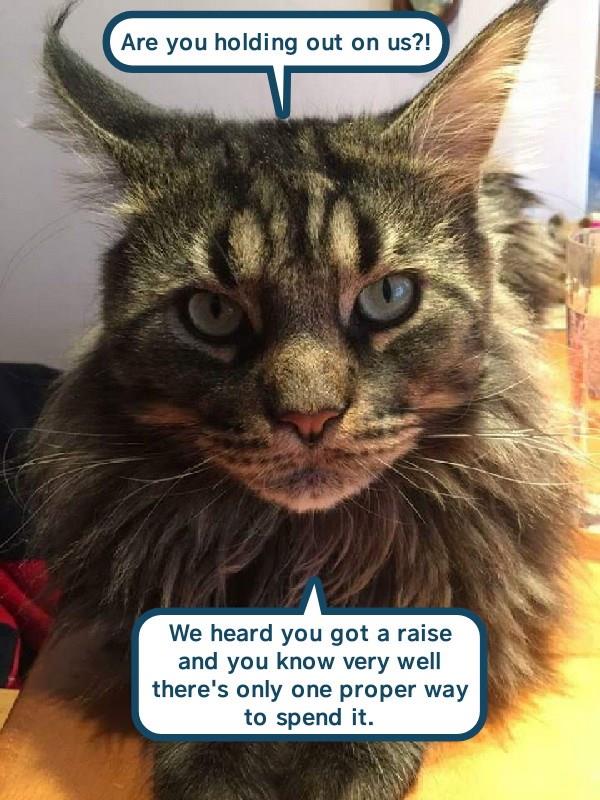 Are you holding out on us?! - Lolcats - lol | cat memes | funny cats ...