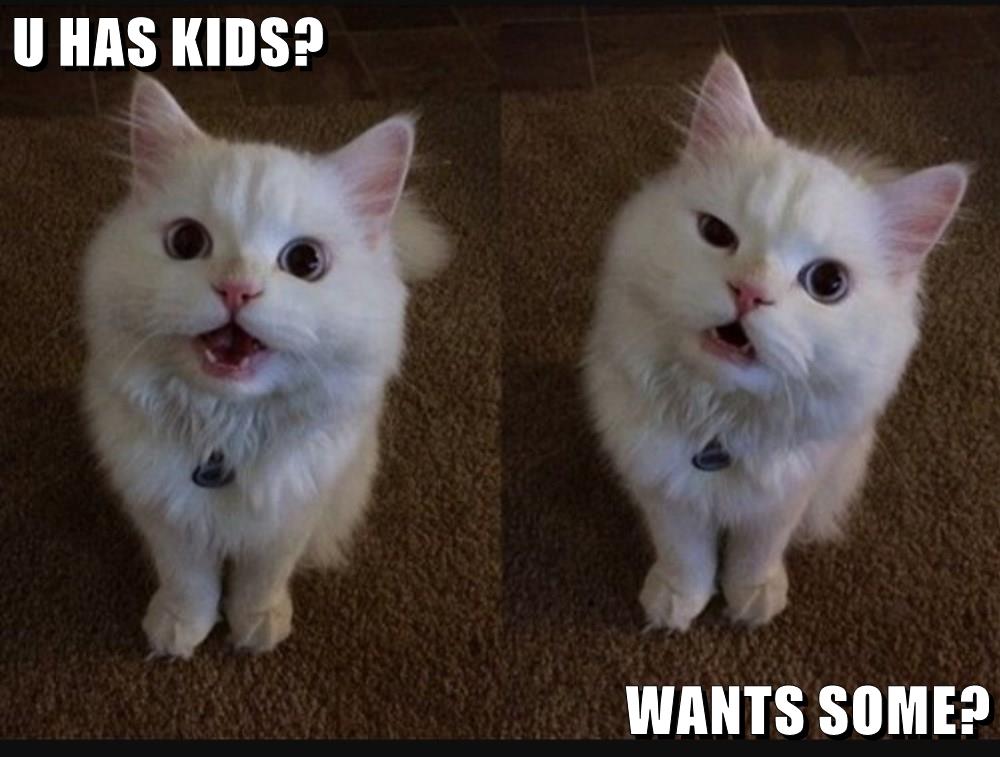 family cat meme