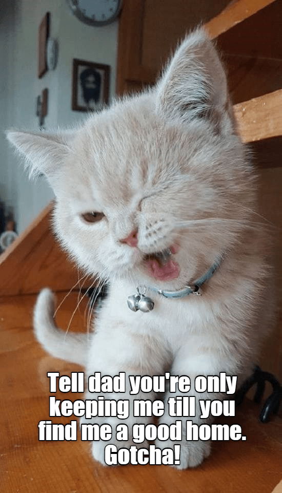 All Those Bills Cat Meme Of The Decade Lol Cat Memes Funny Cats ...