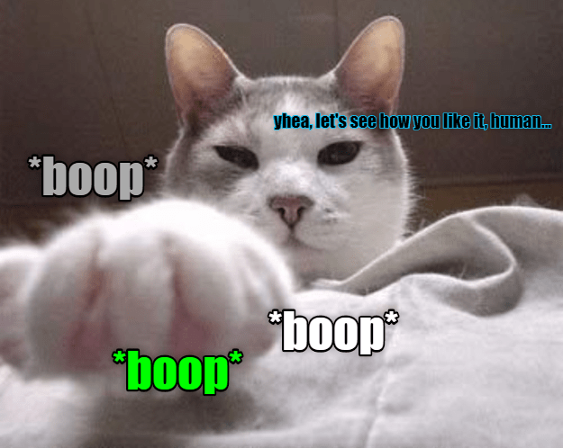 Snoot Boops Lolcats Lol Cat Memes Funny Cats Funny Cat Pictures With Words On Them